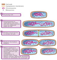 Binary fission process diagram