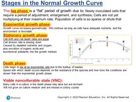 Stages in the normal growth curve