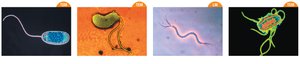Flagella arrangements