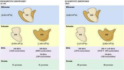 Comparison of prokaryotic and eukaryotic ribosomes
