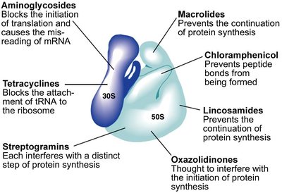 Sites of antibiotic action on the bacterial ribosome