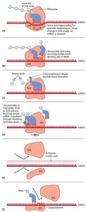 Mechanisms of inhibition of protein synthesis