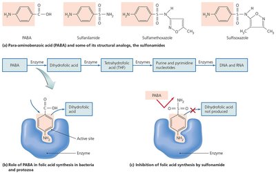 Sulfonamides as structural analogs of PABA and their inhibition of folic acid synthesis