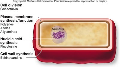 Sites of antifungal drug action