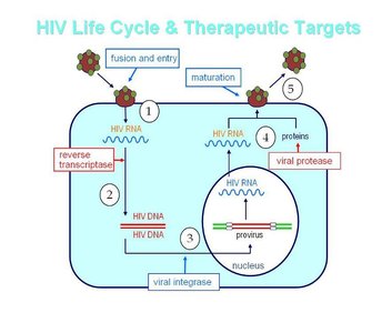 HIV life cycle and therapeutic targets
