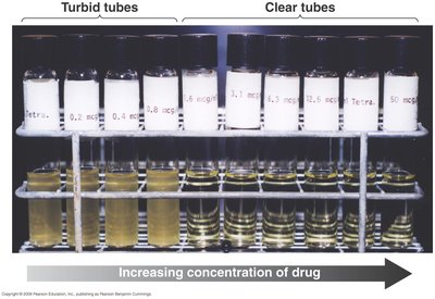 MIC test tubes showing turbid and clear tubes