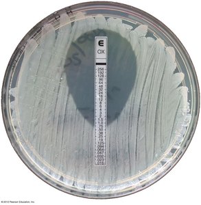 E-test plate with antibiotic gradient