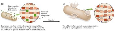 Insertion of new subunits into bacterial cell wall