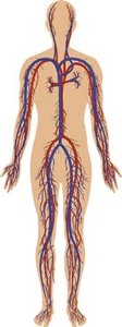 Diagram of the human blood circulatory system