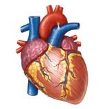 External structure of the human heart