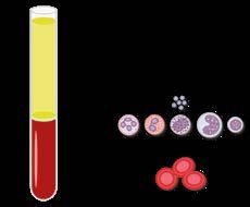 Composition of blood: plasma, red blood cells, white blood cells, platelets
