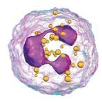 White blood cell engulfing pathogens