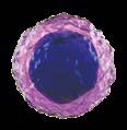 White blood cell producing antibodies