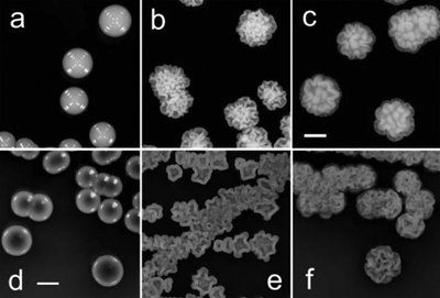 Bacterial colony with filamentous margin