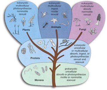 Tree of life showing classification of plants, animals, fungi, protists, and monera