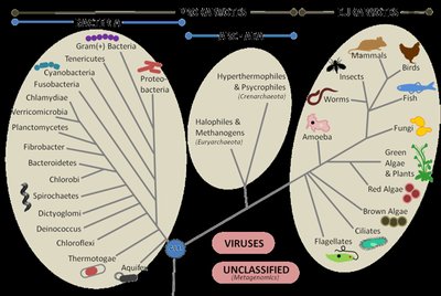 Phylogenetic tree showing major groups of Bacteria, Archaea, and Eukaryotes