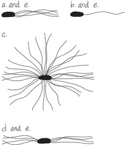 Bacterial flagella arrangements