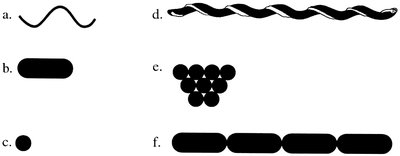 Bacterial shapes and arrangements