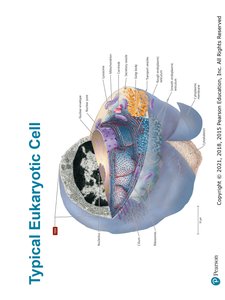 Typical Eukaryotic Cell
