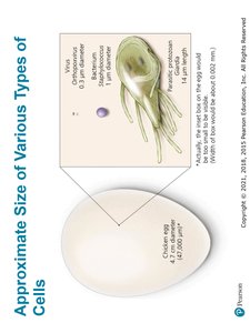 Approximate Size of Various Types of Cells