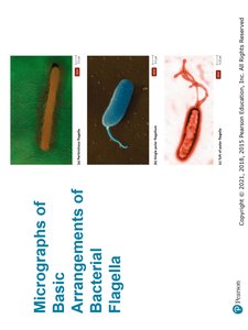 Flagella Arrangements