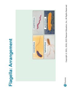 Axial Filament in Spirochetes