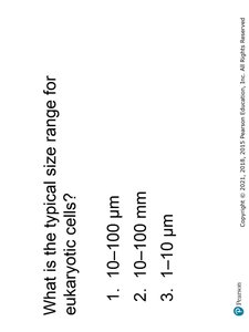 Motion of a Peritrichous Bacterium