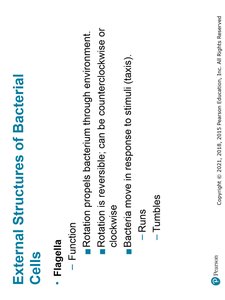 Biofilms and Fimbriae