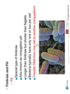 Bacterial Shapes and Arrangements