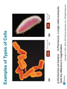 Examples of Types of Cells