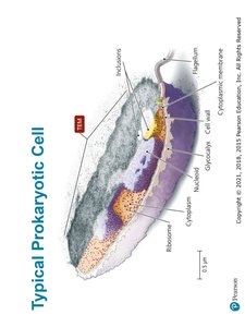 Typical Prokaryotic Cell