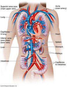 Diagram of the cardiovascular system
