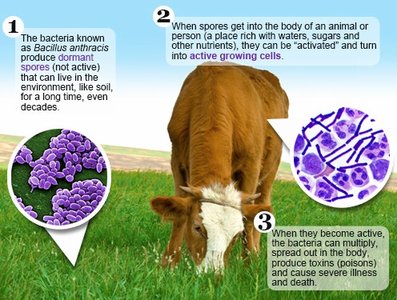 Anthrax life cycle and infection in animals and humans