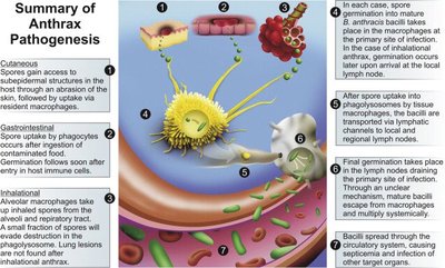 Summary of anthrax pathogenesis