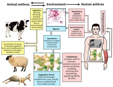 Anthrax transmission cycle between animals, environment, and humans