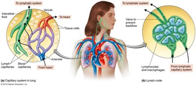 Diagram of the lymphatic system and lymph node structure