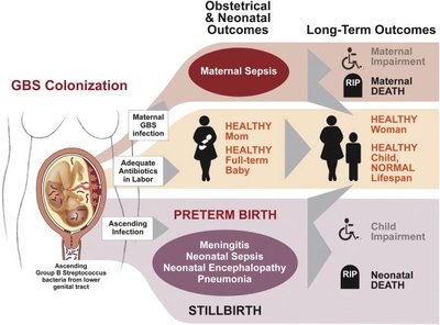 GBS colonization and outcomes in pregnancy