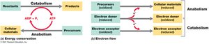 Diagram showing catabolism and anabolism, energy conservation, and electron flow