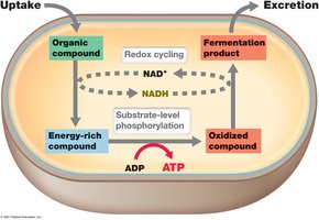 Fermentation: NAD+ regeneration via lactate dehydrogenase