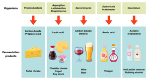 Fermentation products and their microbial sources