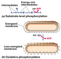 Generation of proton and voltage gradient across the membrane