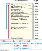 Redox tower showing reduction potentials and energy yield of different electron acceptors