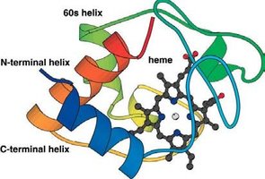 Structure of a heme-containing enzyme