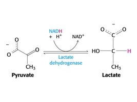Lactate dehydrogenase reaction: pyruvate to lactate