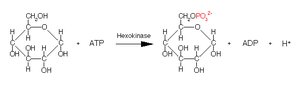 Hexokinase reaction: glucose to glucose-6-phosphate
