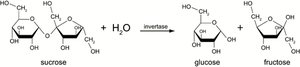 Invertase reaction: sucrose hydrolysis