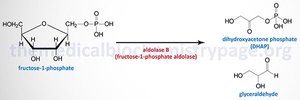 Aldolase reaction: fructose-1-phosphate cleavage