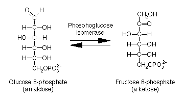 Phosphoglucose isomerase reaction