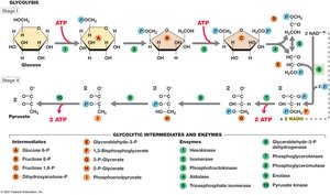 Glycolysis pathway overview