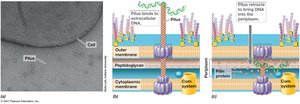 Vibrio pilus mechanism for DNA uptake